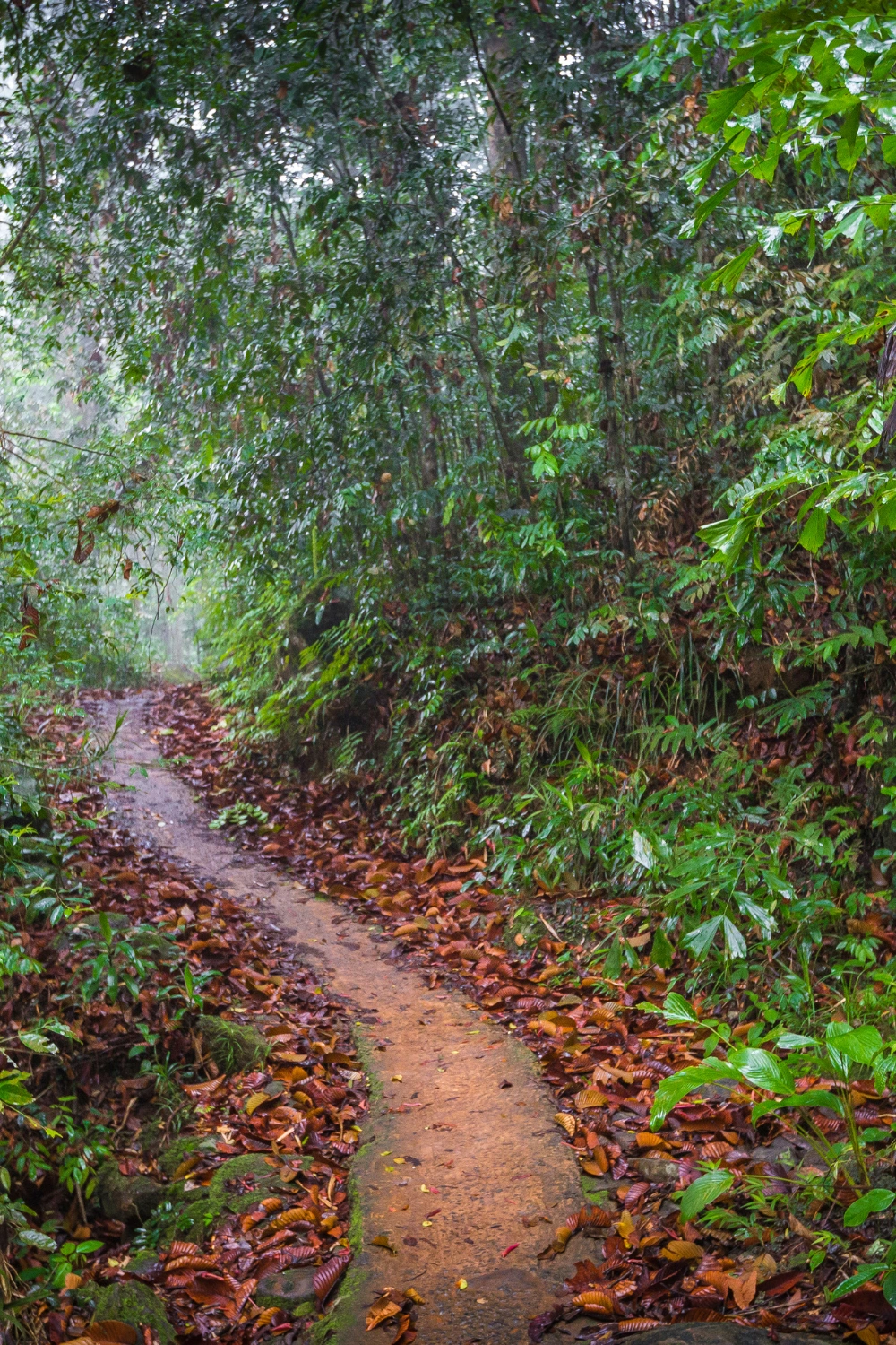 Sinharaja Forest (2)