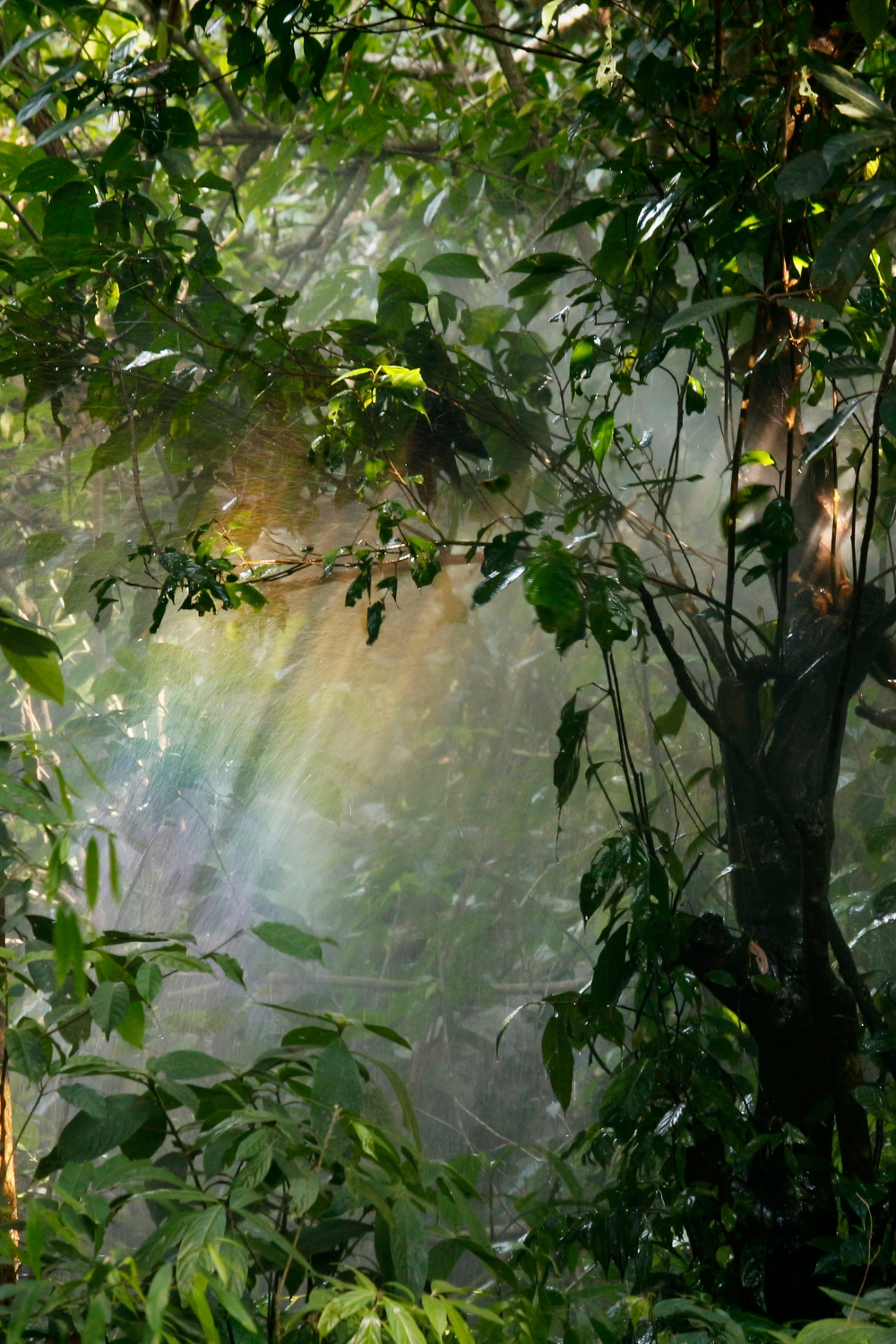 Sinharaja Forest (3)