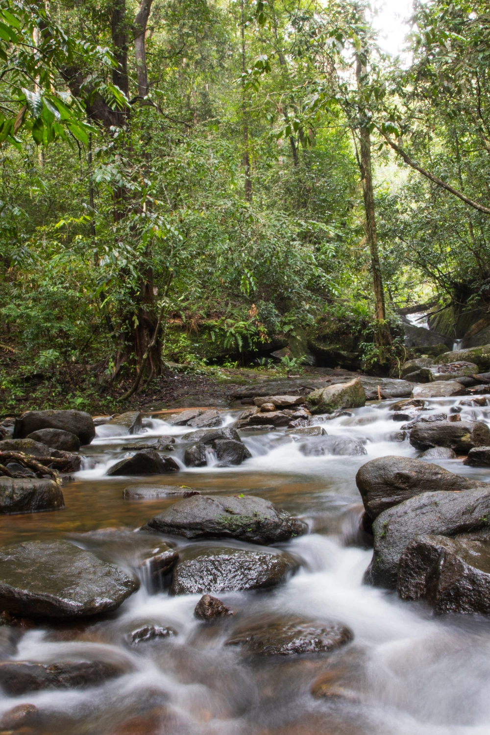 Sinharaja Forest