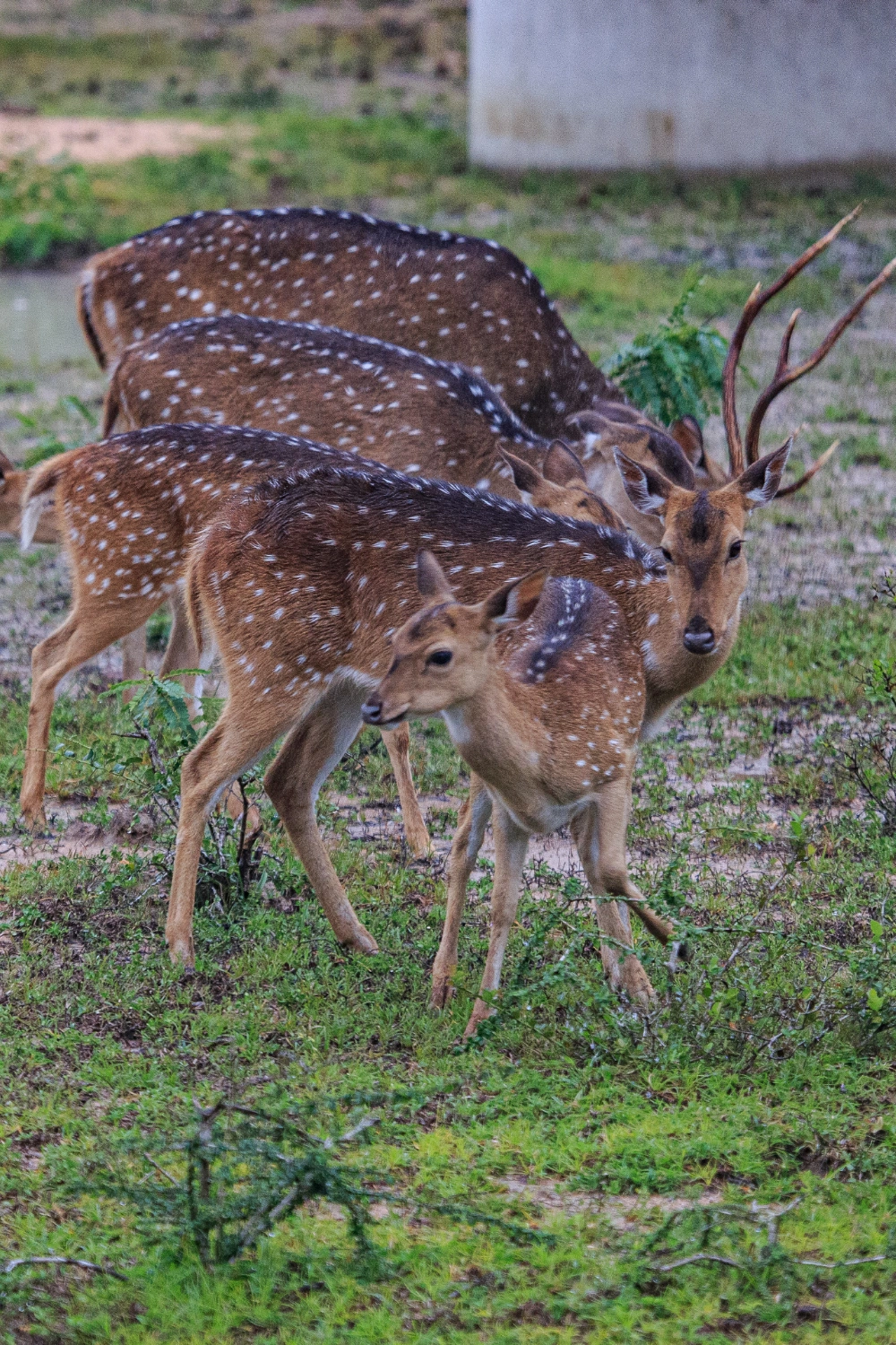 Wilpattu (2)