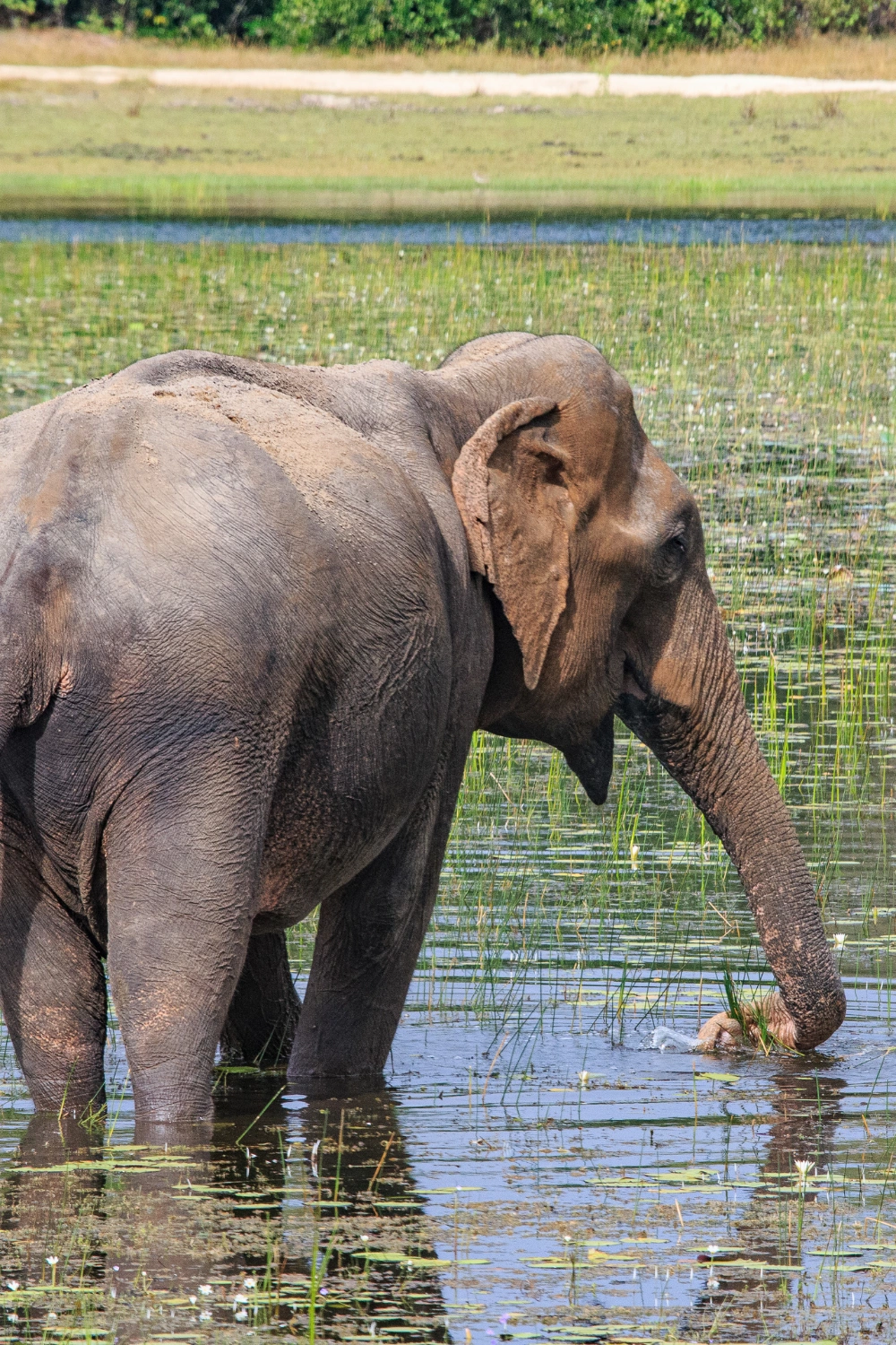 Wilpattu (3)