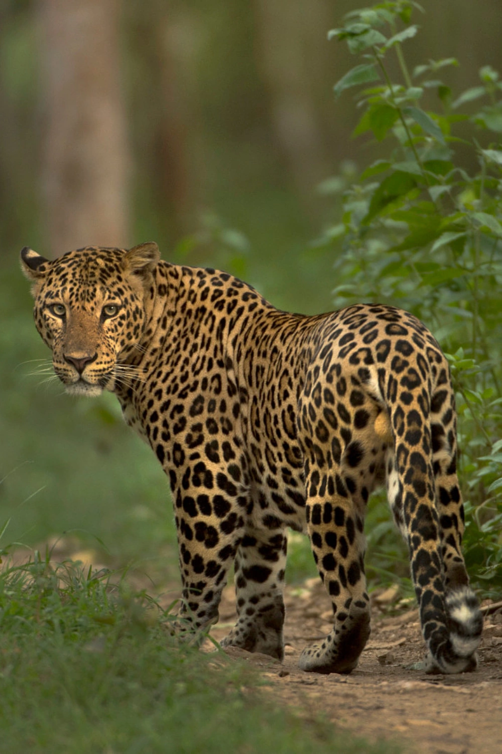 Yala National Park (2)