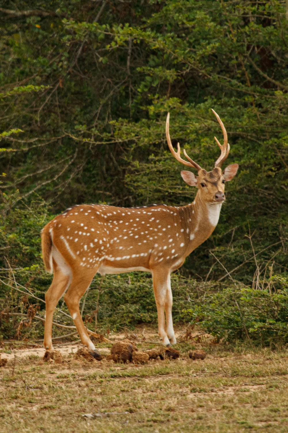 Yala National Park (3)