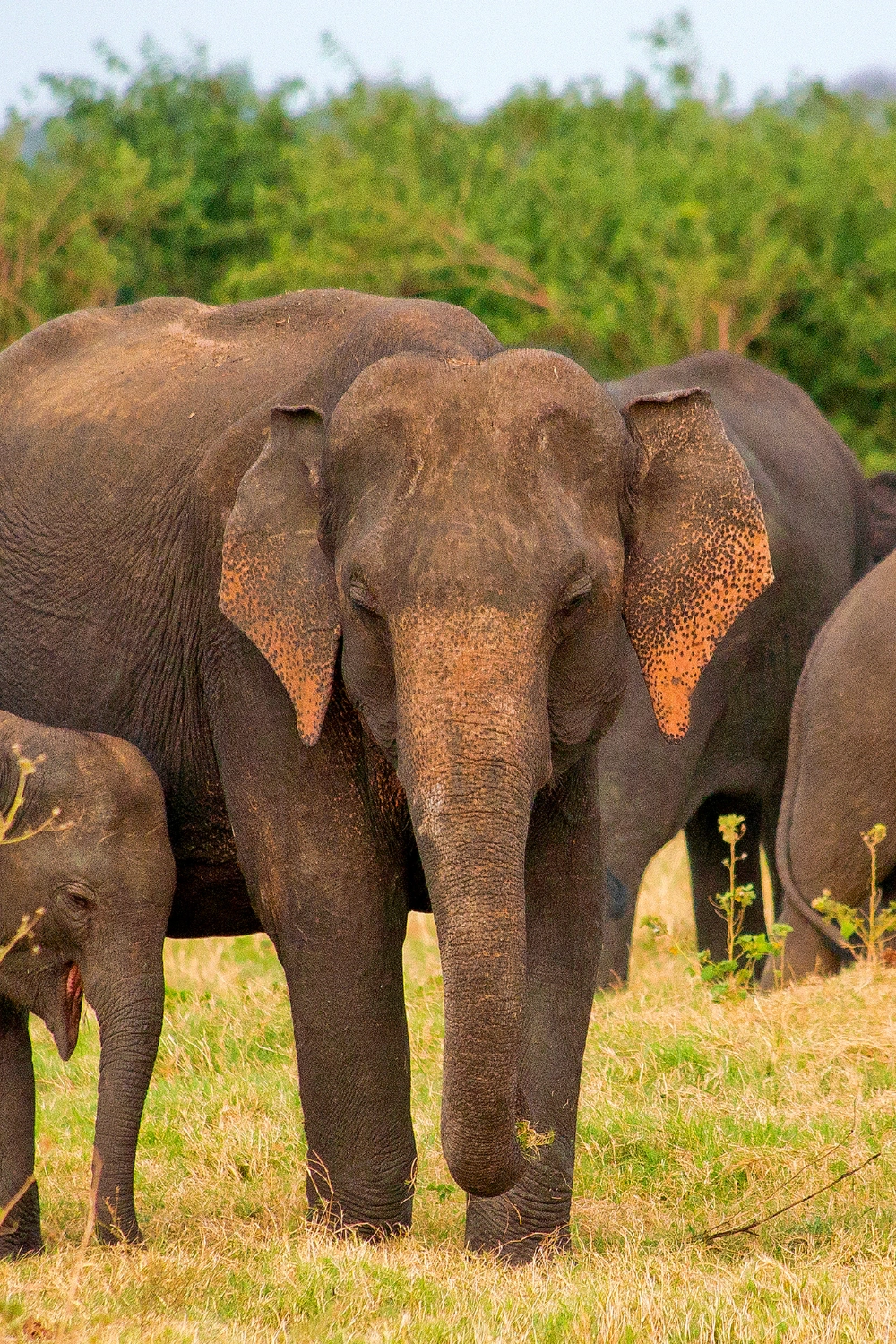 Yala National Park