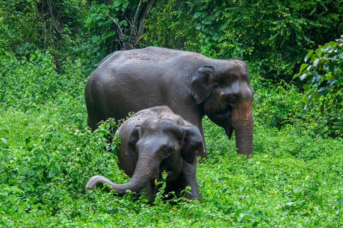 elephant