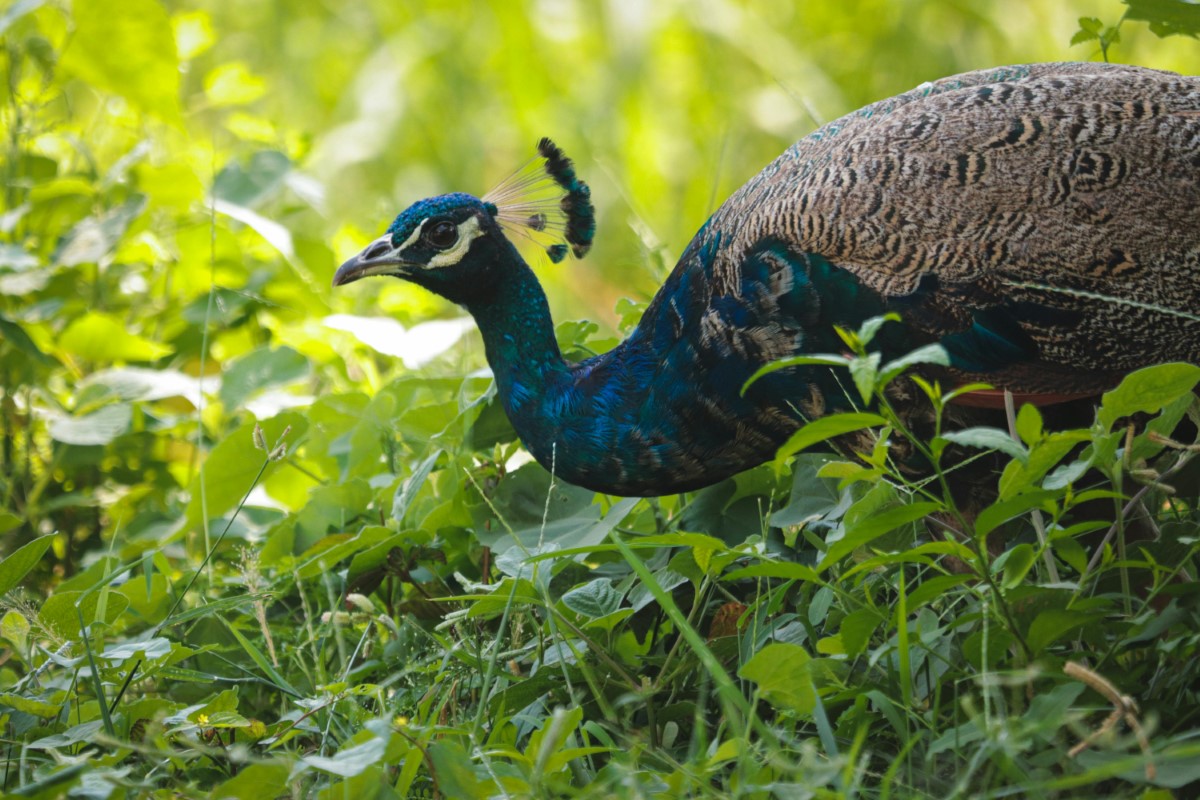 peacock
