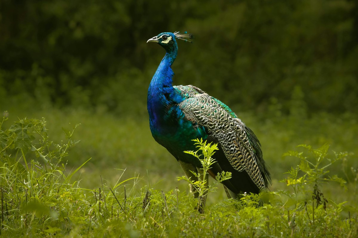 peakcock (Custom)