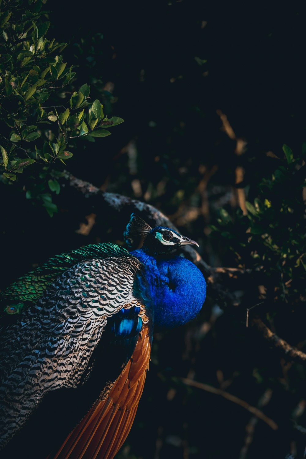 pexels-isharakasthuriarachchi-11479220