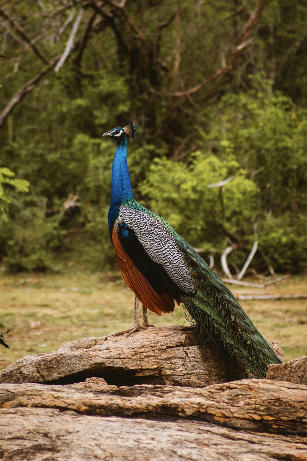 pexels-leefinvrede-18463824