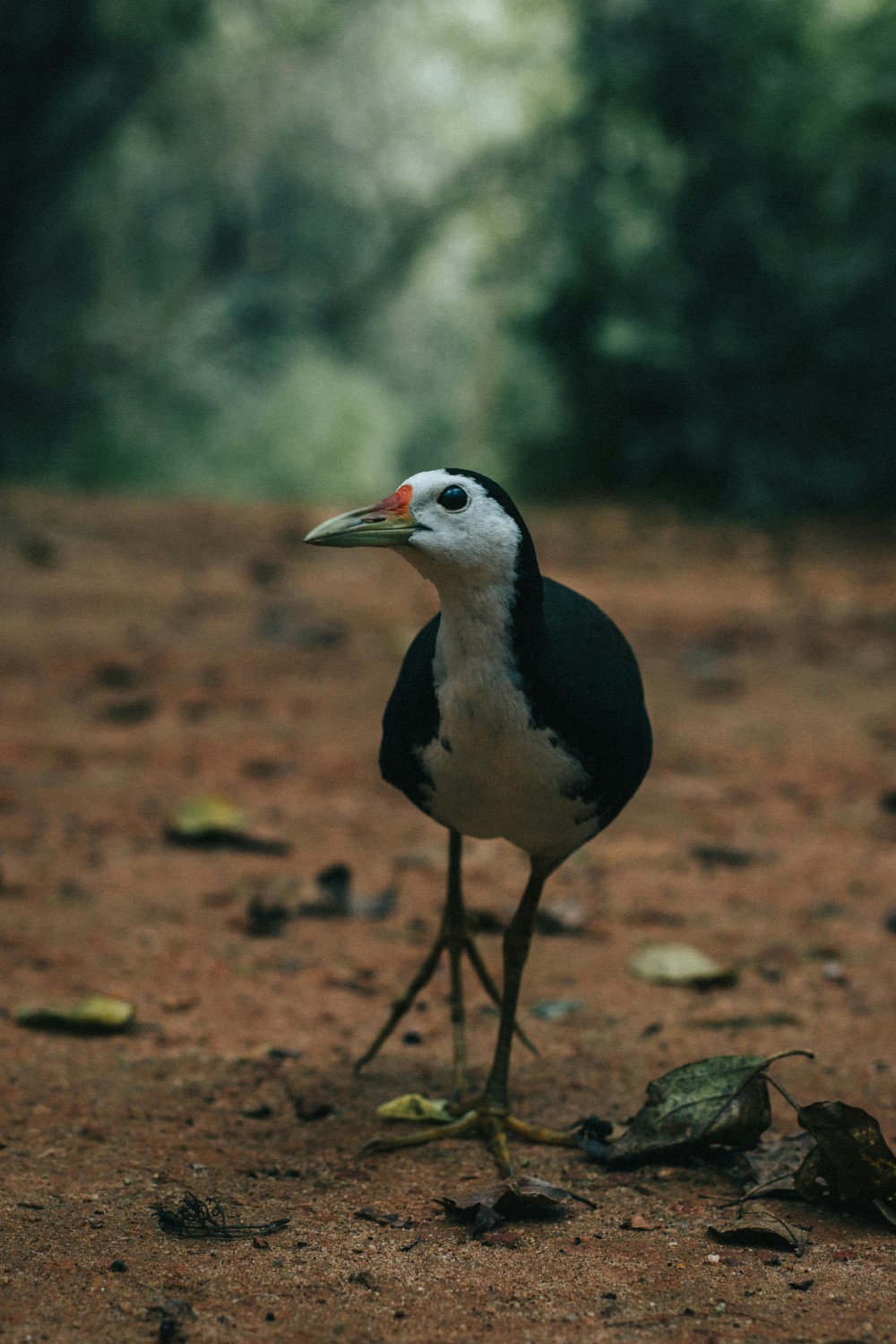 pexels-sharaf-7343349