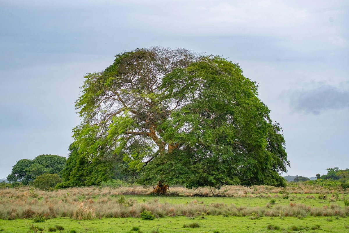 tree